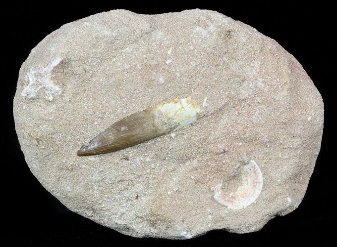 Fossil Plesiosaur (Zarafasaura) Tooth In Rock #58963